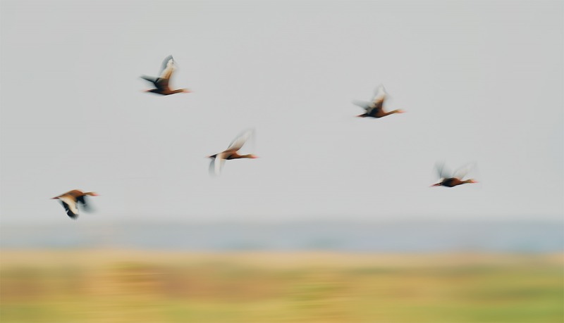 Black-bellied-Whislting-Duck-pan-blur-_A9B9852Anahuac-NWR-TX-1