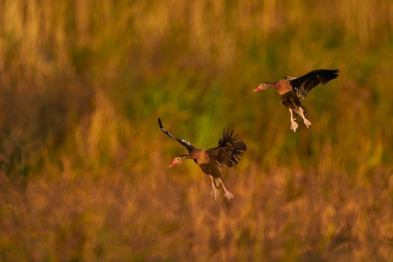 Black-bellied-Whistliing-Ducks-landing-_A924526-Anahauc-NWR-TX-1