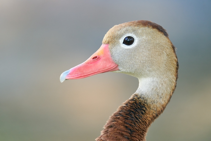 Black-bellied-Whistling-Duck-head-portrait-_A9B5251-South-Padre-Island-TX-2