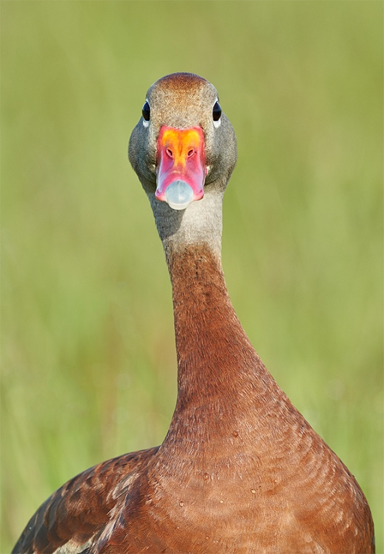 Black-bellied-Whistlling-Duck-head-and-neck-portrait-_7R45959-Indian-Lake-Estates-FL-1