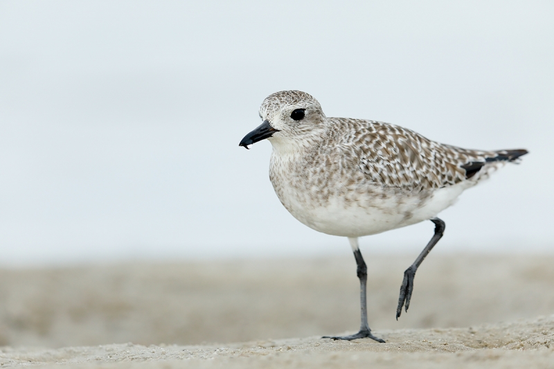 Black-bellied-plover-worn-juvenile-_W5A9364-Fort-DeSoto-Park,-Pinellas-County,-FL-