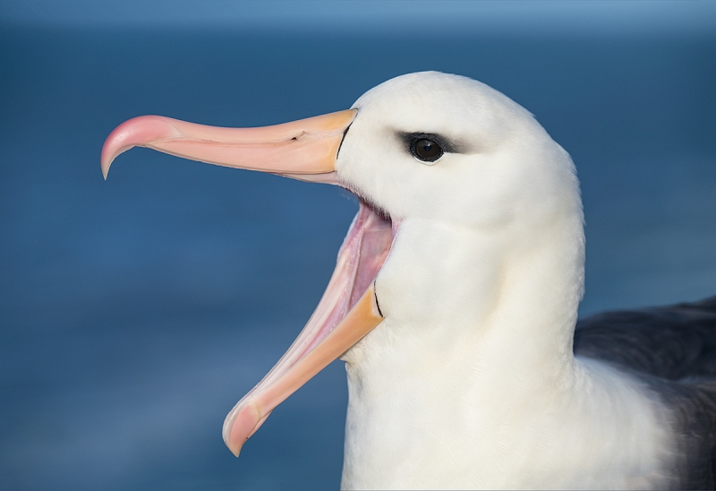 Black-browed-Albatross-calling-canvas-expanded-_BUP0430--The-Rookery,-Saunders-Island,-The-Falklands