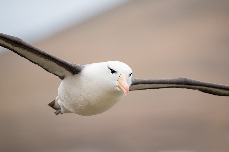 Black-browed-Albatross-tight-flight-_MAI7582-The-Neck,-Saunders-Island,-Falklands