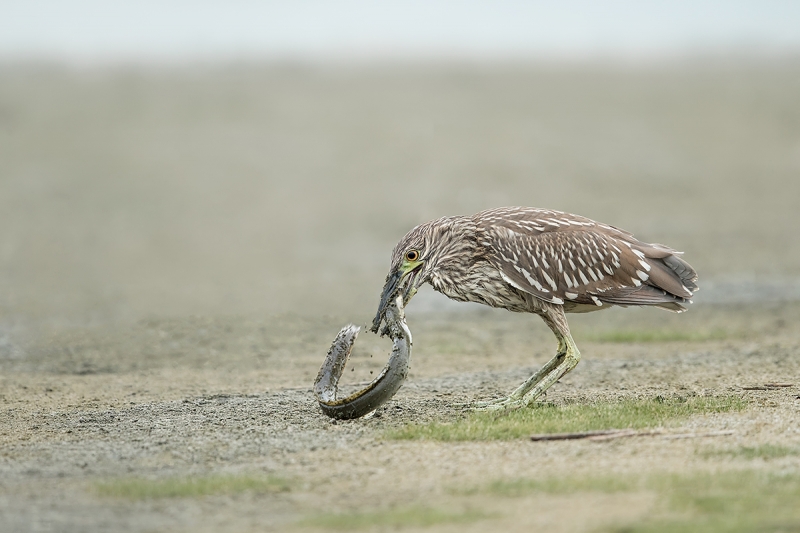 Black-crowned-Night-Heron-LESS-YELLOW-juvenile-with-American-Eel--_A0I8413-East-Pond,-Jamaica-Bay-WR,-Queens,-NY