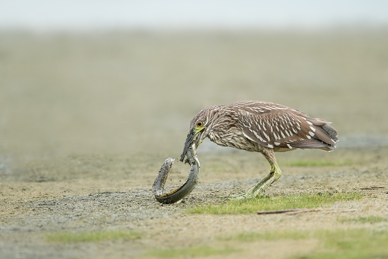 Black-crowned-Night-Heron-juvenile-with-American-Eel--_A0I8413-East-Pond,-Jamaica-Bay-WR,-Queens,-NY