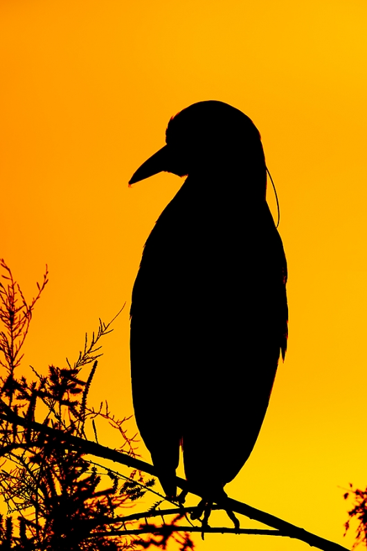 Black-crowned-Night-Heron-pre-dawn-SILH-_J1I6455--Gilbert-Water-Ranch,-Phoenix,-AZ
