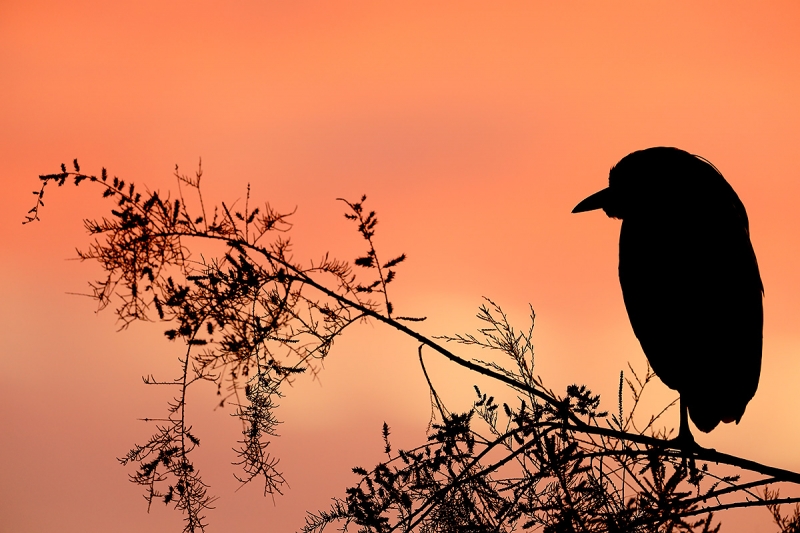 Black-crowned-Night-Heron-silhouette-_W5A5025-Gilbert-Water-Ranch,-Phoenix,-AZ