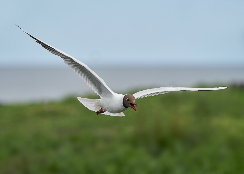 Black-headed-Gull-adult-in-flight-_A9A5209-Seahouses-UK-1