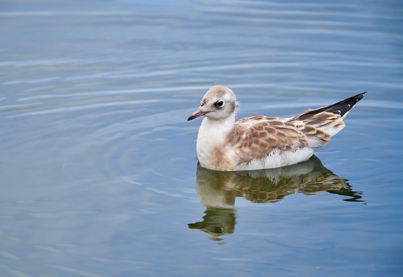 Black-headed-Gull-fledlling-swiming-_A7R6575-Seahouses-UK-1