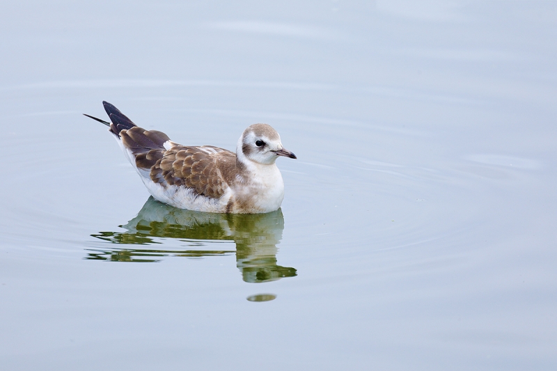 Black-headed-Gull-fresh-juvenile-_P3A1794-islands-off-Seahouses,-UK