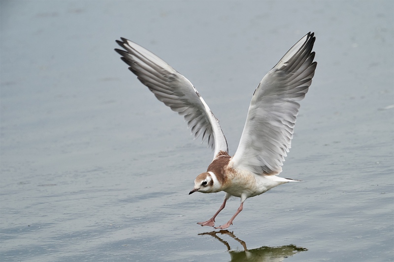 Black-headed-Gull-juvenile-landing-_A9A5012-Seahouses-UK-1