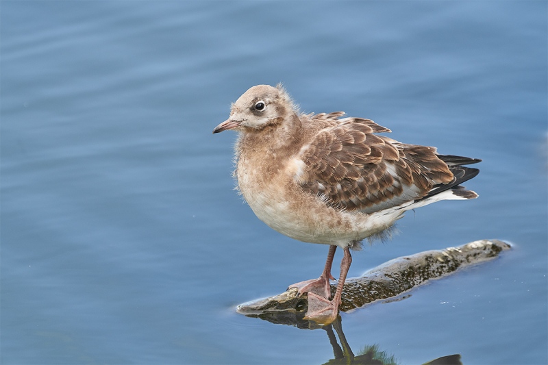 Black-headed-Gull-larege-chick-_A7R6562-Seahouses-UK-1