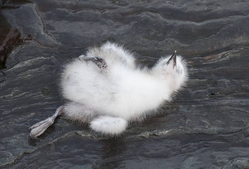 Black-legged-Kittiwake-dead-chick-_BUP1673-Ekkeroy,-Norway