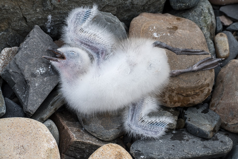 Black-legged-Kittiwake-dead-chick-_BUP1686-Ekkeroy,-Norway