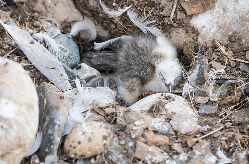 Black-legged-Kittiwake-dying-chick-_BUP1665-Ekkeroy,-Norway