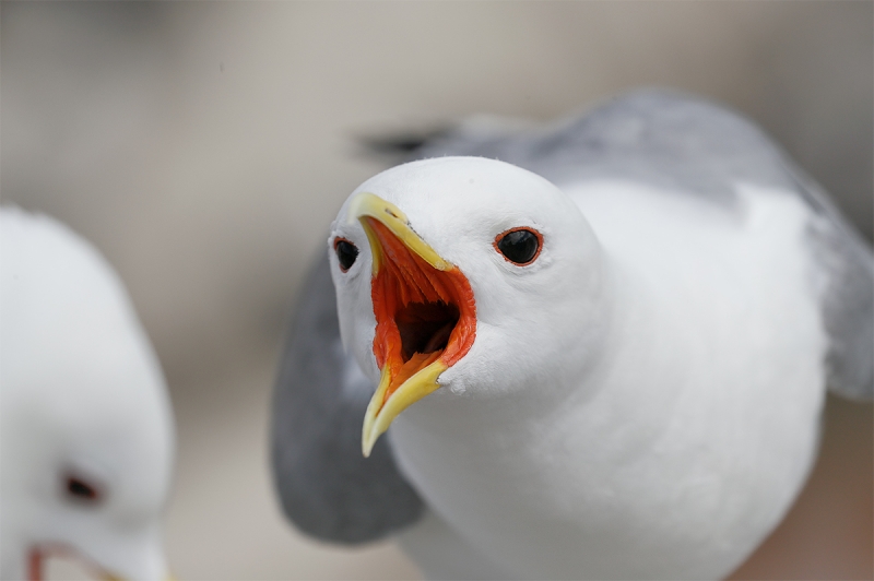 Black-legged-Kittiwake-screaming_A0I3212-Seahouses,-UK