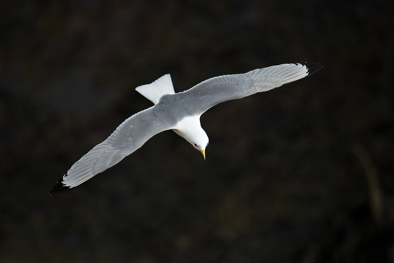 Black-legged-Kittiwake-top-shot-_MAI2746-Ekkeroy,-Norway