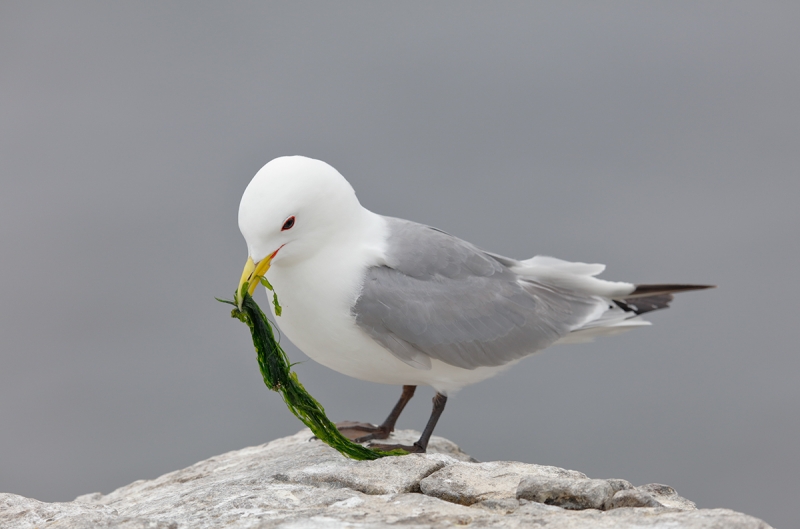 Black-legged-Kittiwake-w-seaweed-for-nest_T0A0152-Seahouses,-UK