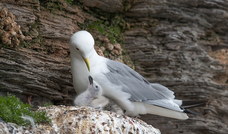 Black-legged-Kittiwake-with-small-chick-PANO-A-_MAI5184-Ekkeroy,-Norway