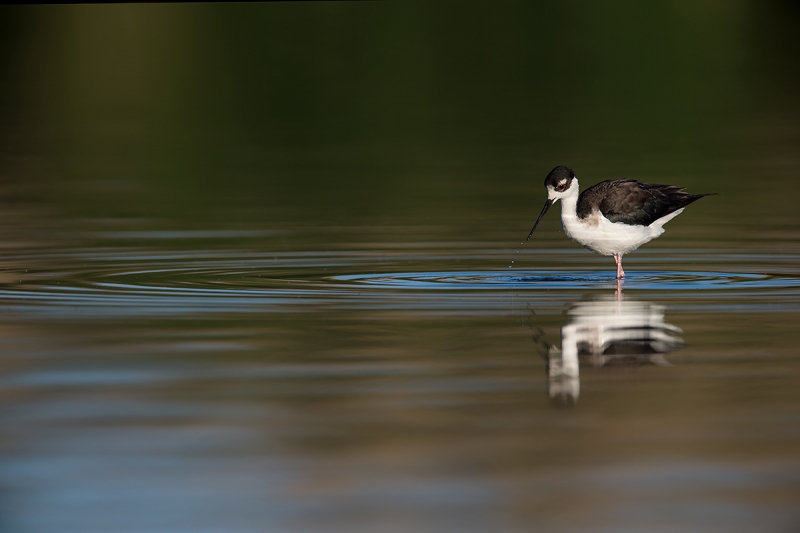 Black-necked-Stilt-feeding-_DSC0797--Gilbert-Water-Ranch-Riparian-Preserve,-AZ