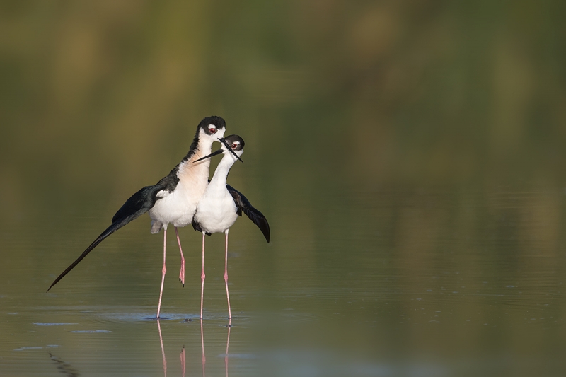 Black-necked-Stilt-post-copulatory-courtship-_DSC3675--Gilbert-Riparian-Preserve,-Phoenix,-AZ