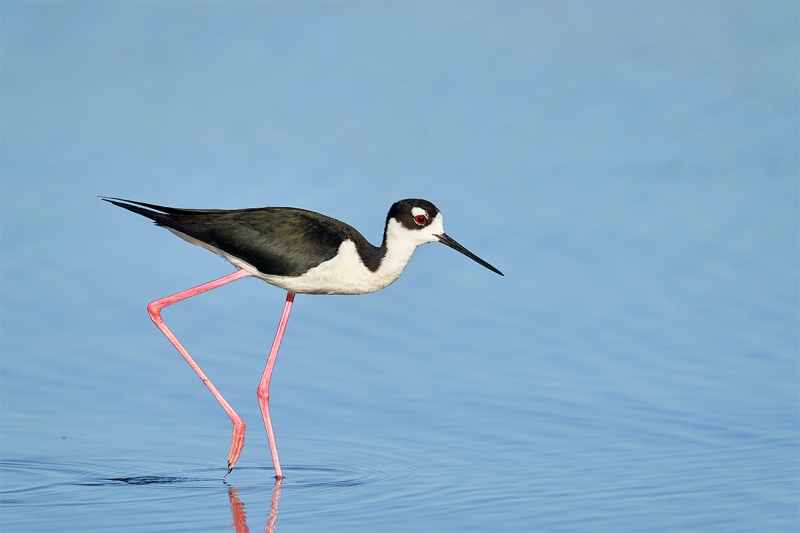 Black-necked-Stilt-wading-_7R40075-Indian-Lake-Estates-FL-1