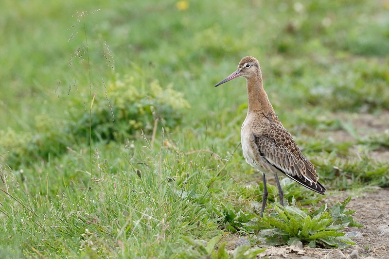 Black-tailed-Godwit-juvenile-TZ-photo