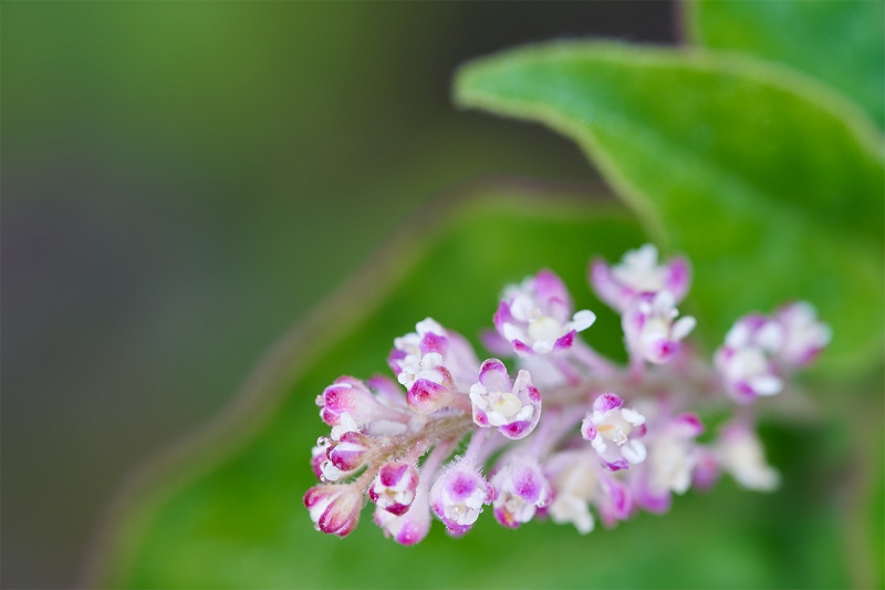 Bloodberry-Rouge-Plant-Pigeon-Berry-Turkey-Berry-Baby-Peppers-Rivina-humilis_7R49913-Indian-Lake-Estates-FL-1