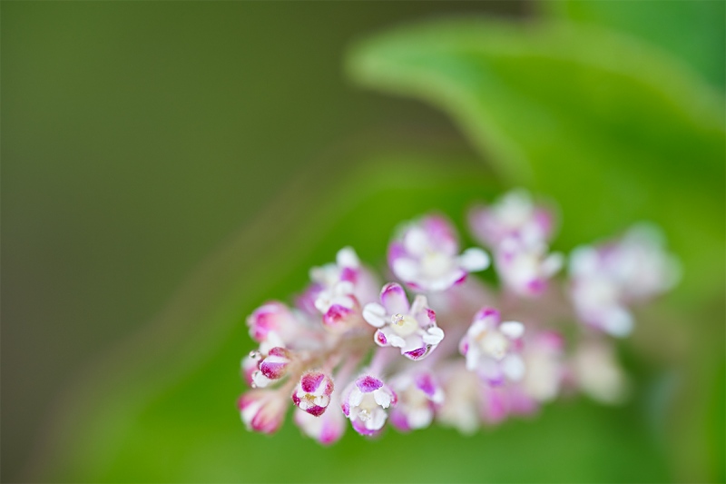 Bloodberry-Rouge-Plant-Pigeon-Berry-Turkey-Berry-Baby-Peppers-Rivina-humilis_7R4993-Indian-Lake-Estates-FL-1