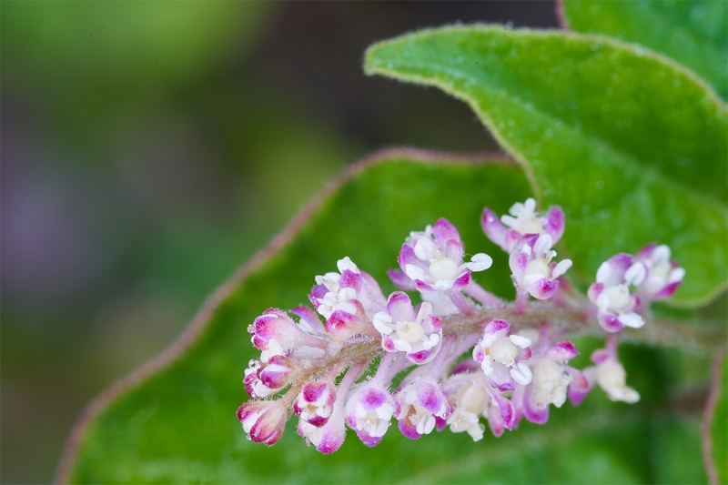 Bloodberry-Rouge-Plant-Pigeon-Berry-Turkey-Berry-Baby-Peppers-Rivina-humilis_7R49952-Indian-Lake-Estates-FL-1