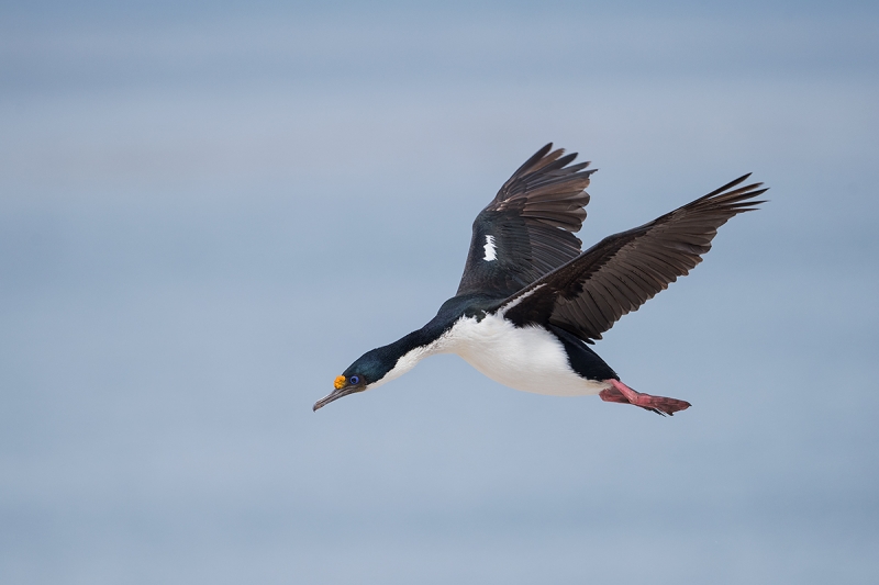 Blue-eyed-(King)-Cormorant-(Shag)-_MAI5714-Sea-Lion-Island,-The-Falklands