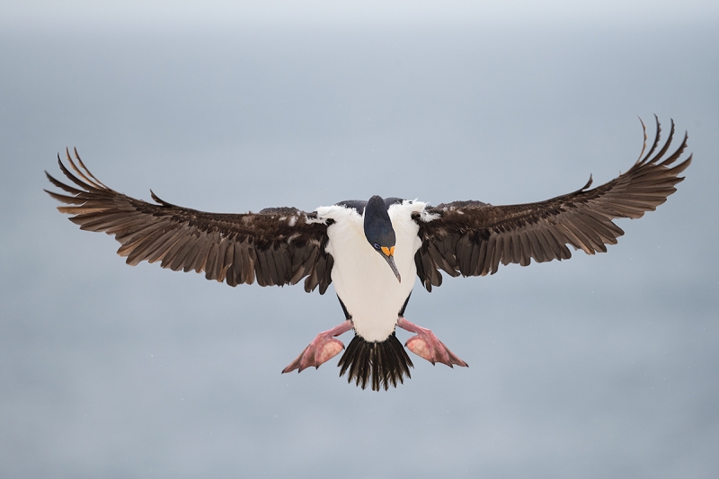 Blue-eyed-(King)-Cormorant-braking-to-land--_MAI5946-Sea-Lion-Island,-The-Falklands