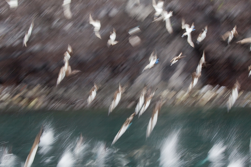 Blue-footed-Boobies-diving-PHOTO-ILLUSTRATIION-one-bird-added--_Y9C7660--Punta-Vincente-Roca,-Isabella,-Galapagos