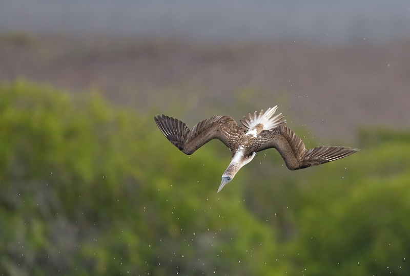 Blue-footed-Booby-BILL-REPAIR-diving-against-mangroves-_W5A3555-Elizabeth-Bay,-Isabela,-Galapagos