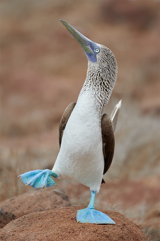 Blue-footed-Booby-dancing-with-raised-foot-_BUP8875-North-Seymour-Galapagos-1