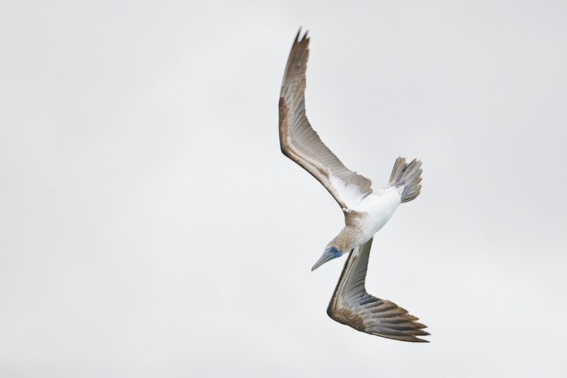 Blue-footed-Booby-diving-_P3A4017-Elizabeth-Bay,-Isabela,-Galapagos