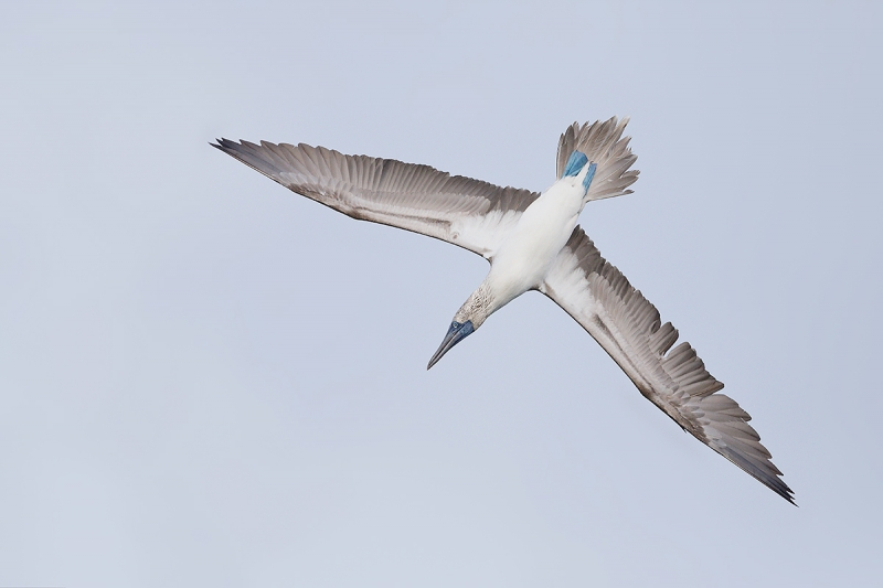 Blue-footed-Booby-diving-_W5A3539-Elizabeth-Bay,-Isabela,-Galapagos