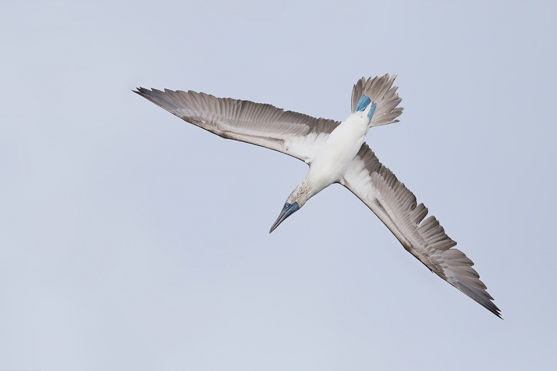 Blue-footed-Booby-diving-_W5A3539-Elizabeth-Bay,-Isabela,-Galapagos