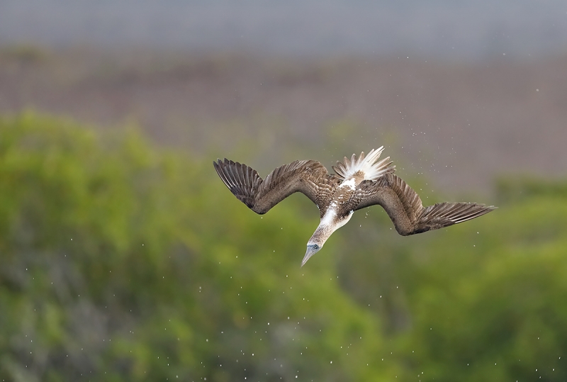 Blue-footed-Booby-diving-against-mangroves-_W5A3555-Elizabeth-Bay,-Isabela,-Galapagos