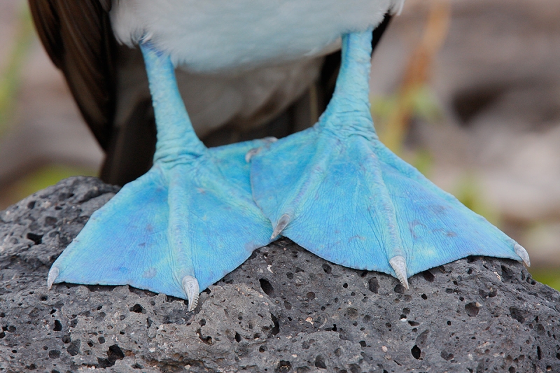 Blue-footed-Booby-feet-_MG_1672---North-Seymour-Island-Galapagos-EcuadorC