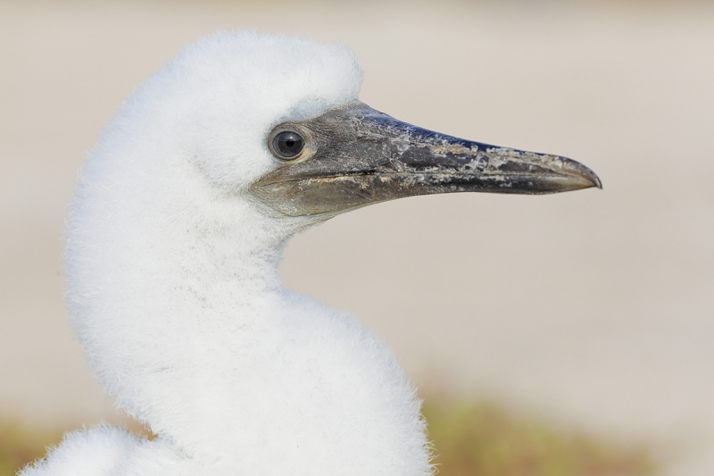 Blue-footed-Booby-large-chick-_P3A9956--North-Seymour-Island,-Galapagos,-Ecuador