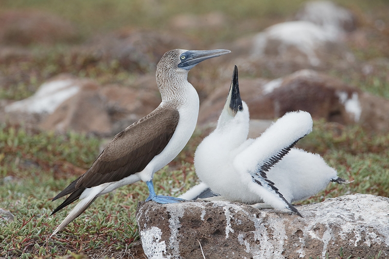 Blue-footed-Booby-large-chick-begging-_09U8757--North-Seymour,-Galapagos