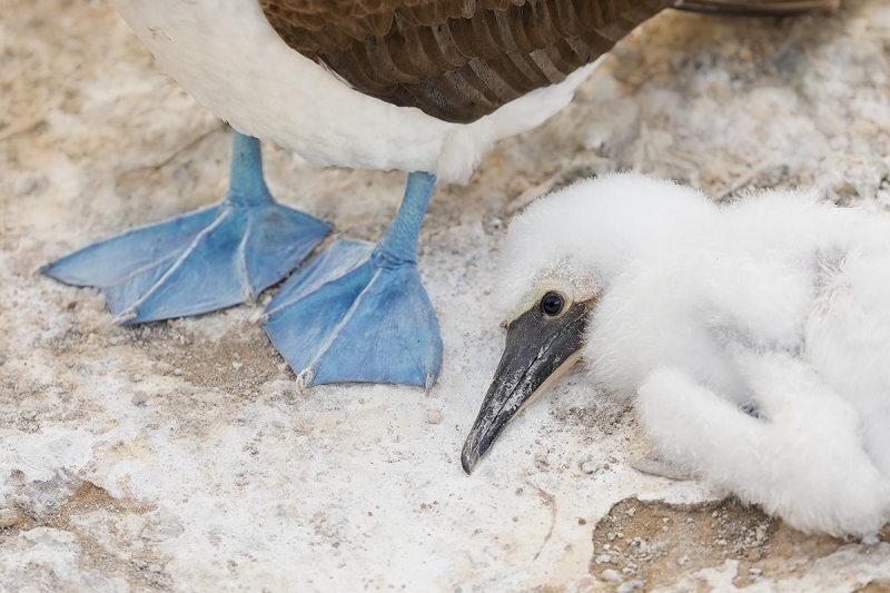 Blue-footed-Booby-large-chick-resting-_P3A6719-Punta-Pitt-(Chathm),-Galapagos,-Ecuador