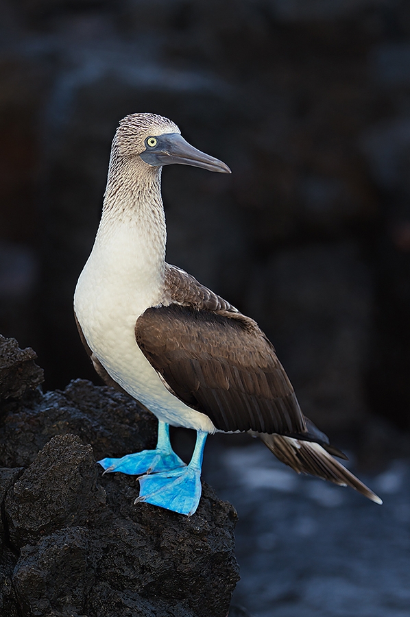Blue-footed-Booby-on-lava-rock-_W3C9656--Black-Turtle-Cove,-Galapagos,-Ecuador