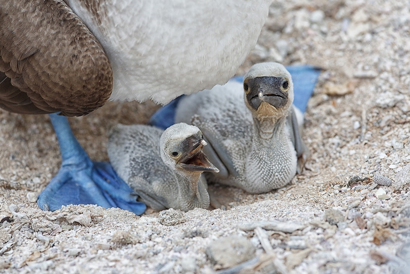 Blue-footed-Booby-young-chicks-in-nest-IMPR-_A1C1600--Isla-Lobos,-Galapagos