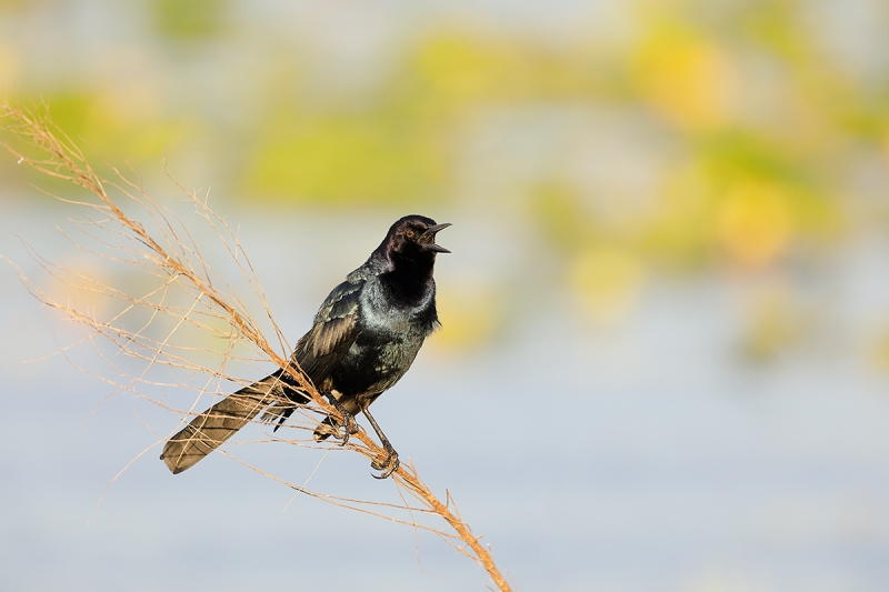 Boat-tailed-Grackle-calling--_W5A0777--Indian-Lake-Estates,-FL