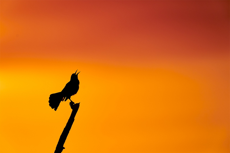 Boat-tailed-Grackle-display-song-at-sunset-_A9B9417-Indian-Lake-Estates-FL-1