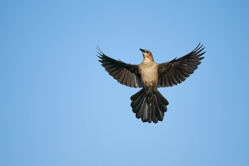 Boat-tailed-Grackle-female-braking-to-land-_A9A4322-Lake-Kissimmee,-FL