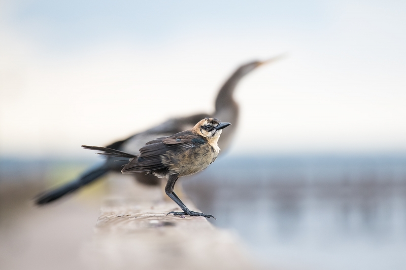 Boat-tailed-Grackle-immature-with-immature-Anhinga-_BUP3277Indian-Lake-Estates,-FL