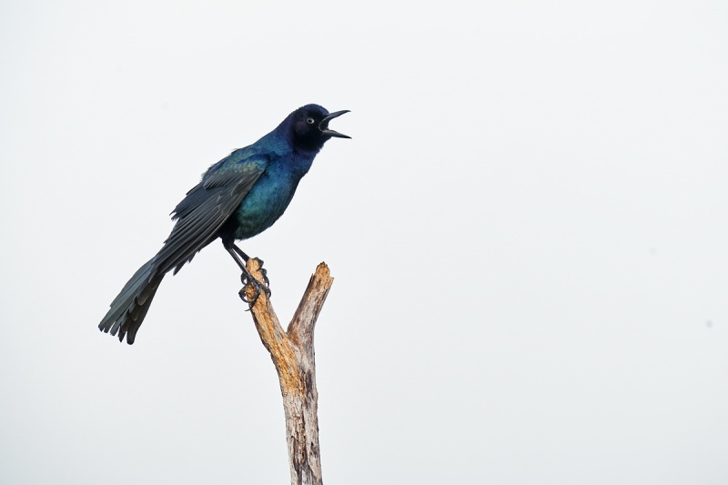 Boat-tailed-Grackle-male-singing-_7R43086-Indian-Lake-Estates-FL-1